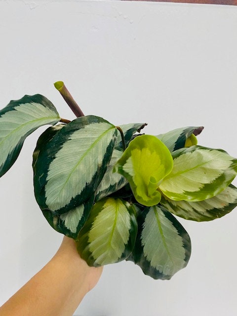 4" Calathea Picturata