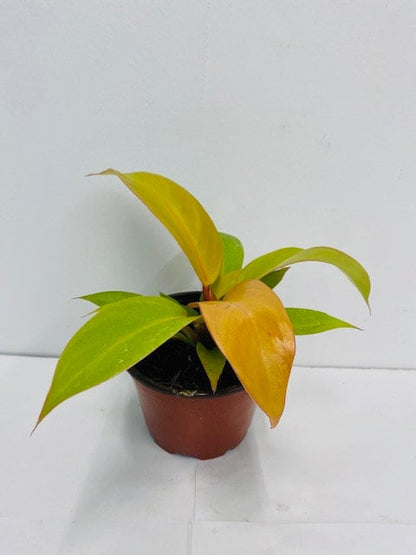 2" Baby Plant/4" Philodendron Tangerine