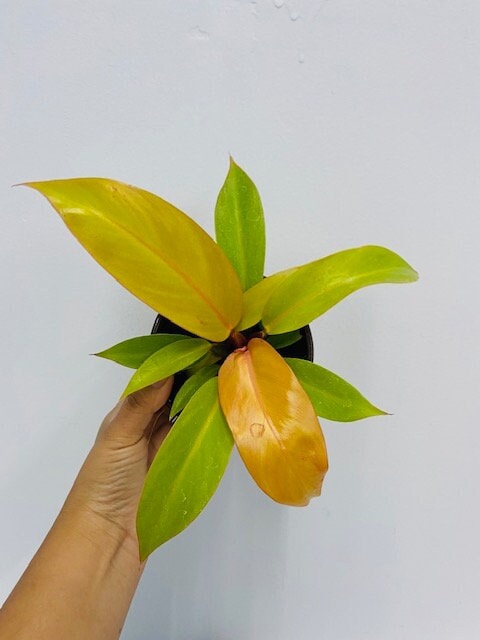 neo orange philodendron Philodendron Tangerine – Coollective Plants