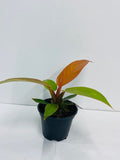 Baby Plant/4" Philodendron Sun red
