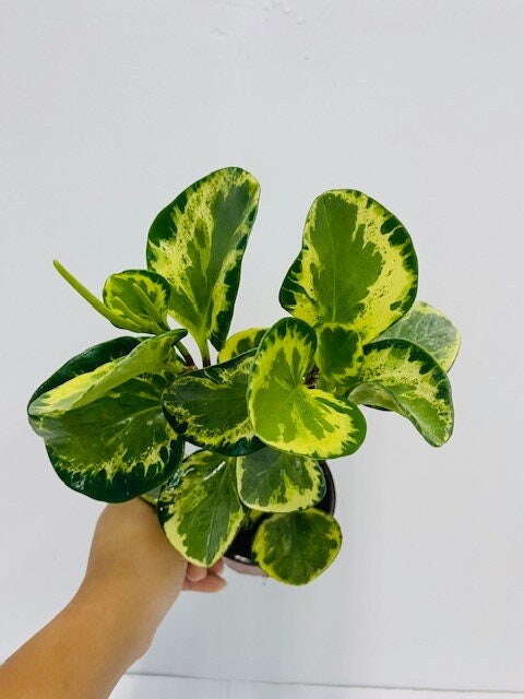 4"/6" Peperomia Golden Gate
