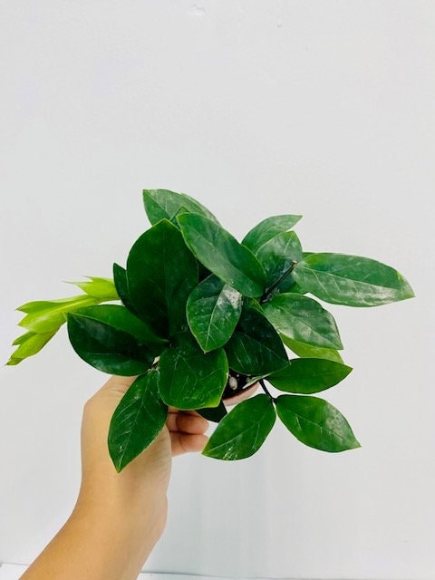 4"/6" Zamioculcas ZZ Plant