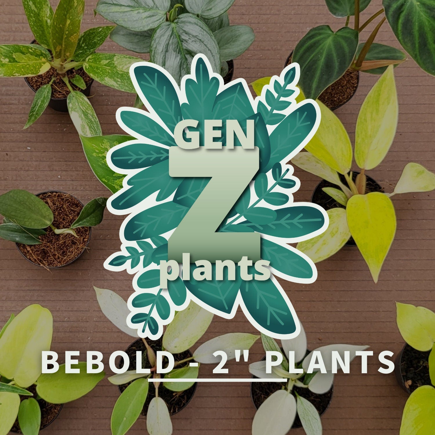 BEBOLD 2" Plants "Pro Package"