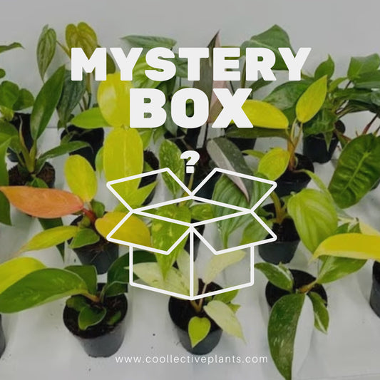 2" Pot Philodendron Mystery Box?                                      "Easy House Plants"