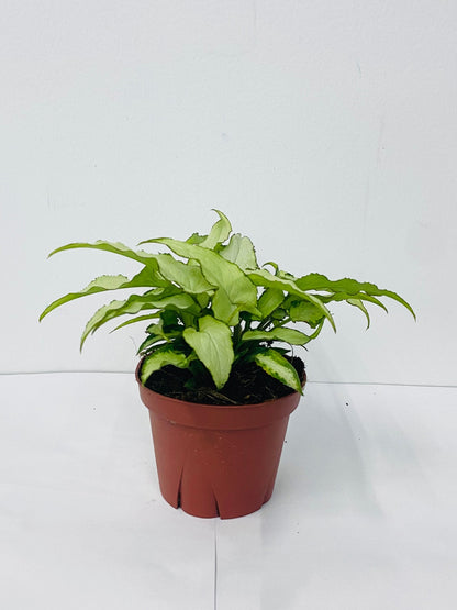 4" Syngonium Silver Fox