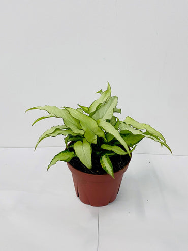 4" Syngonium Silver Fox