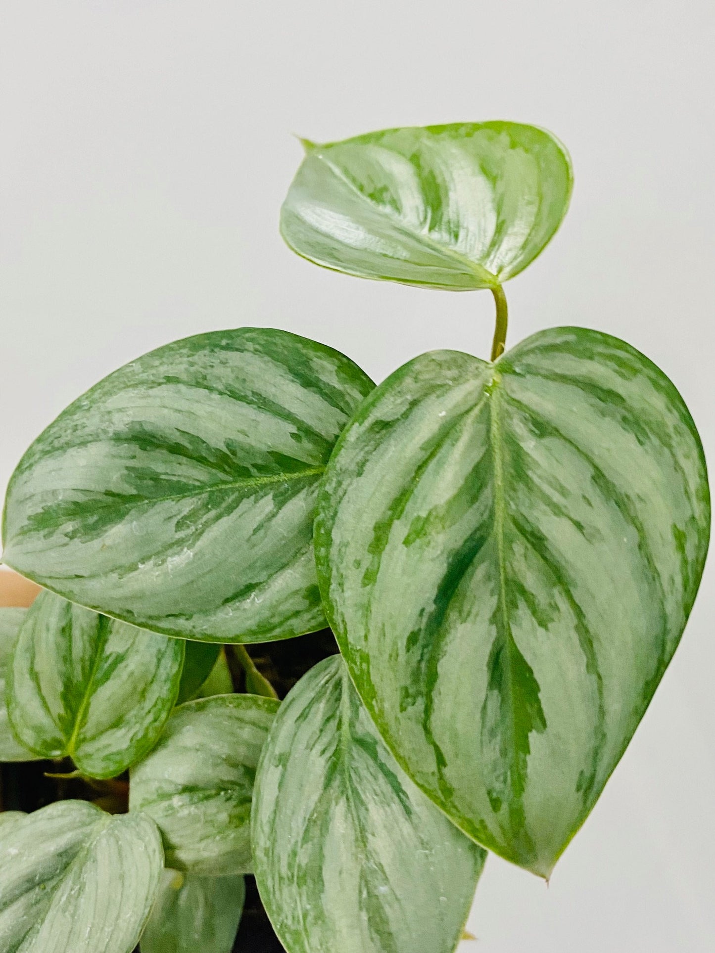 philodendron sodoroi 4" Philodendron Sodiroi – Coollective Plants