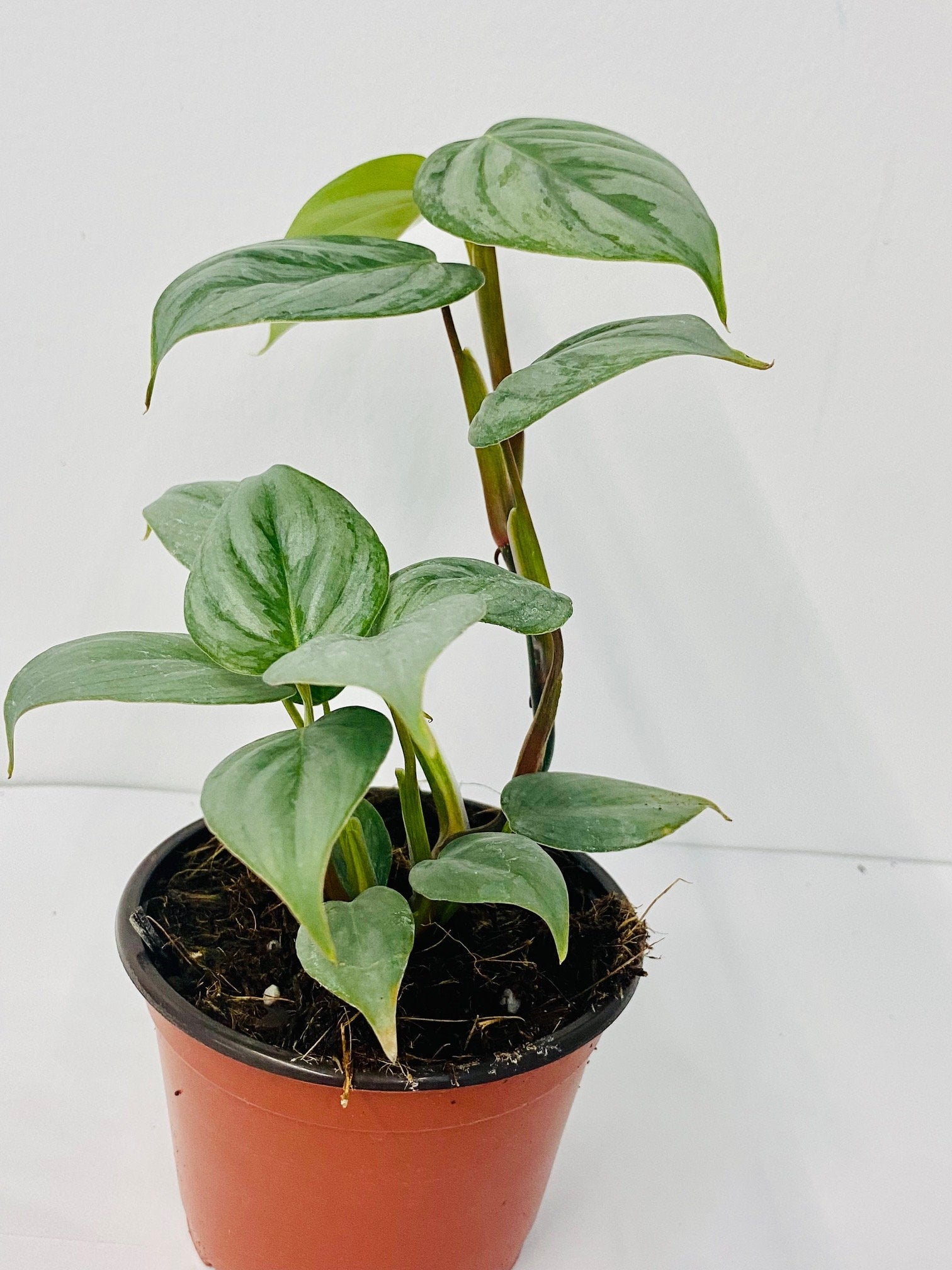 philodendron sodiroi for sale 4" Philodendron Sodiroi – Coollective Plants