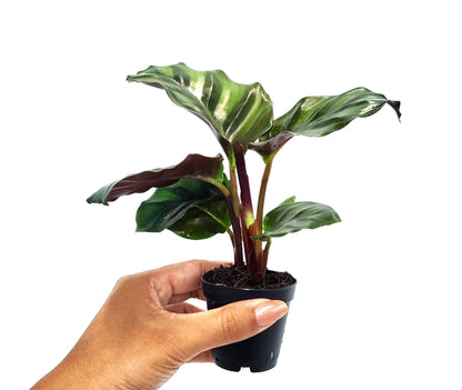 2" Pot Calathea Fasciata