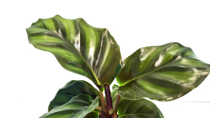2" Pot Calathea Fasciata