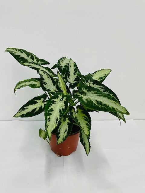 Baby Plant/4" Syngonium Wendlanii "Black Velvet"