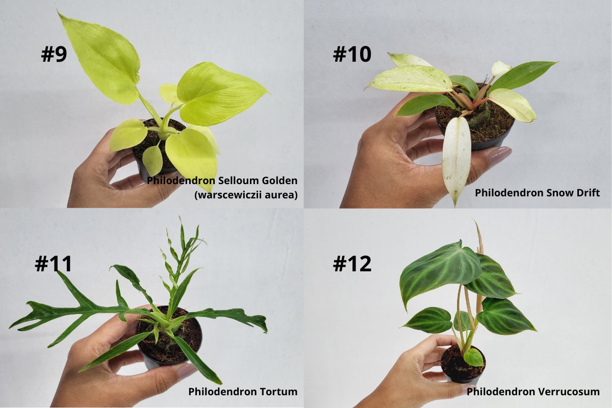 BEBOLD 2" Plants "Pro Package"