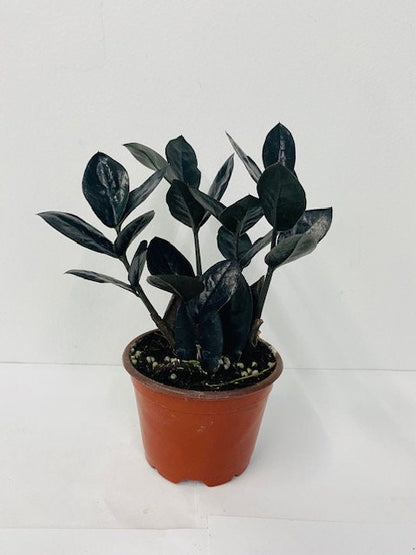 4"/6" Zamioculcas Black ZZ