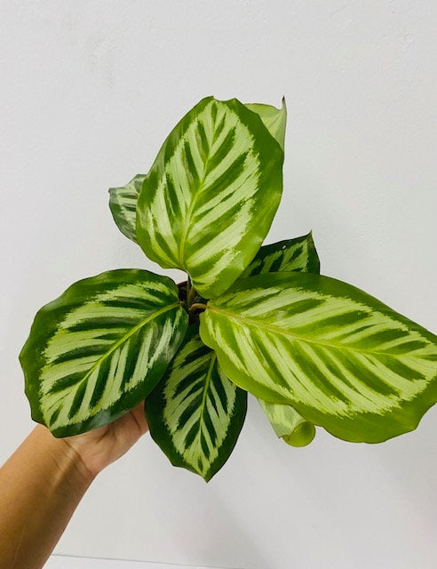 4" Calathea Bicajoux