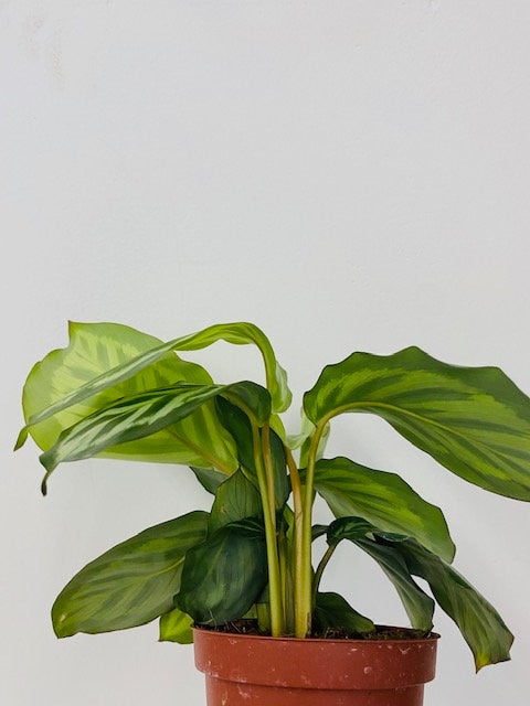 Calathea Bicajoux