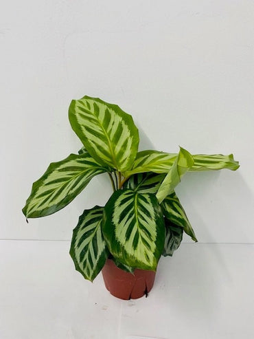 4" Calathea Bicajoux