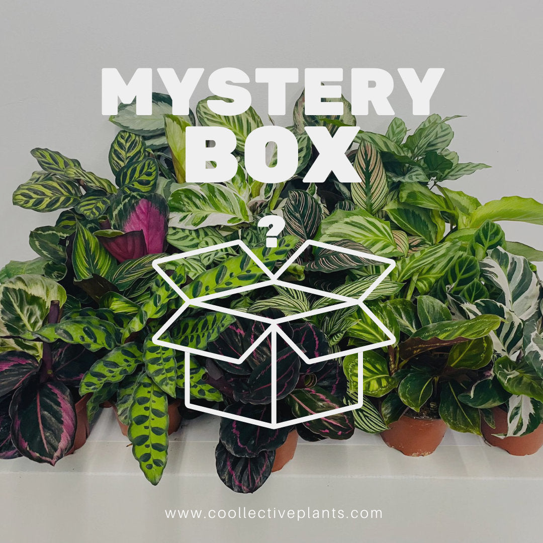 4" Calathea Mystery Box "Special"