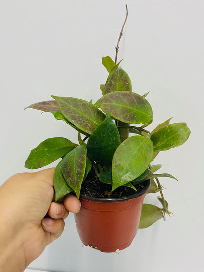 4" Live Plant Hoya Sunrise
