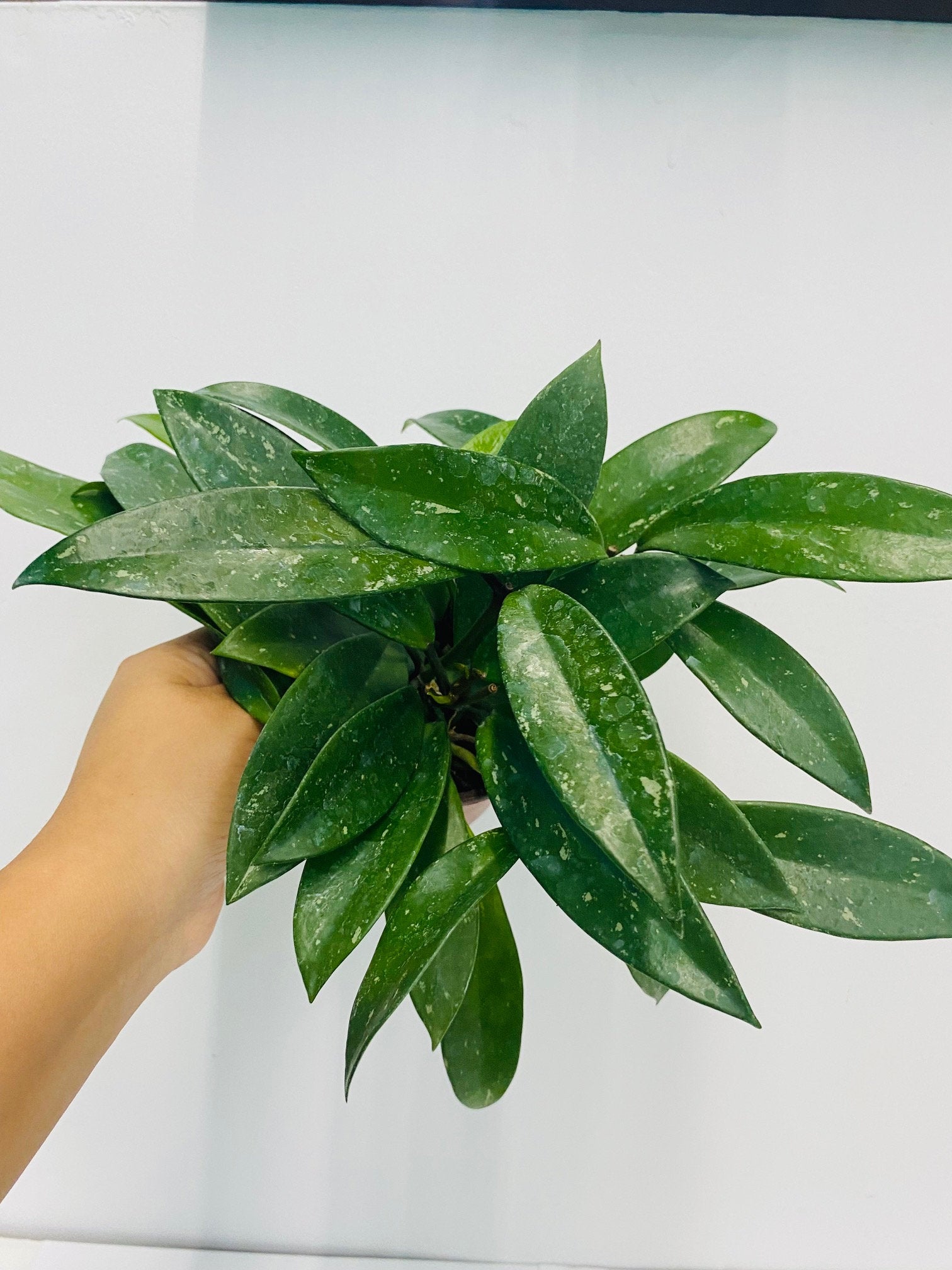 4" Hoya Silver Splash