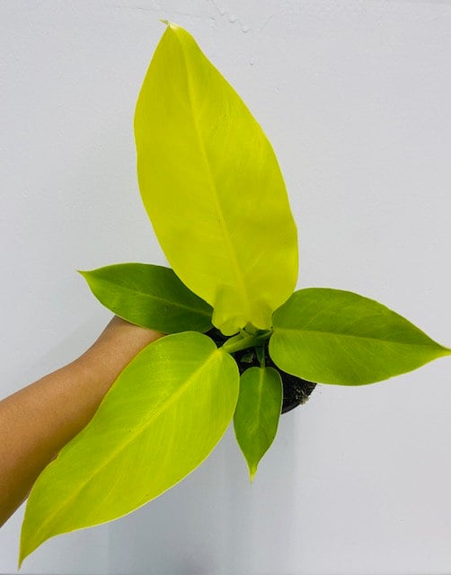 Beby Plant/4" Philodendron Moonlight
