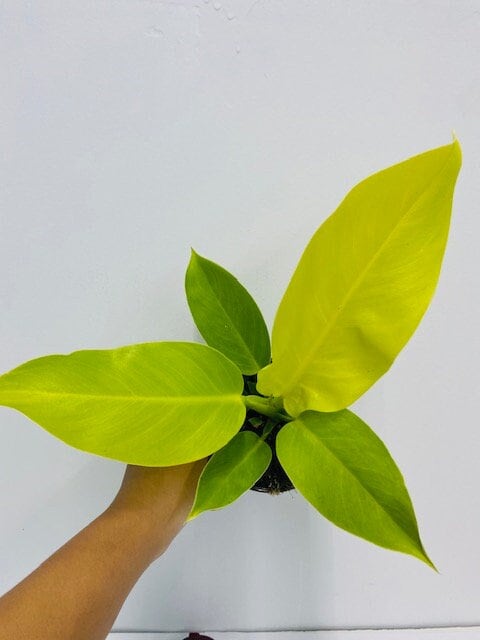 Beby Plant/4" Philodendron Moonlight
