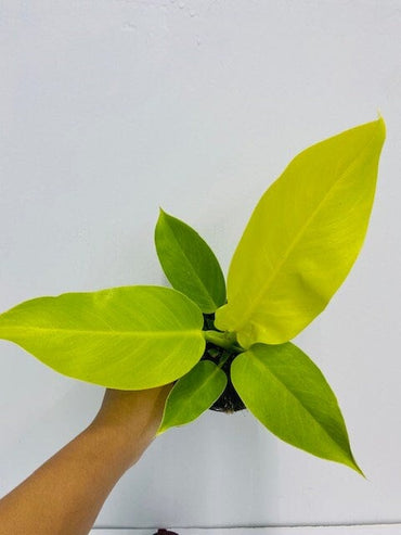 Beby Plant/4" Philodendron Moonlight