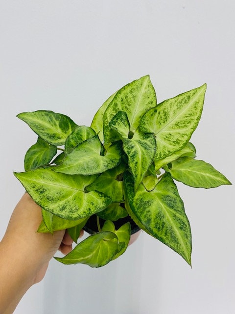 4" Syngonium White Butterfly
