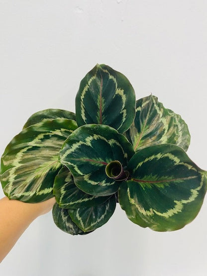Baby Plant 4"/6" Calathea Medallion