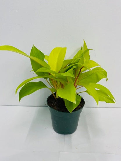 4"/6" Philodendron Lemon Lime