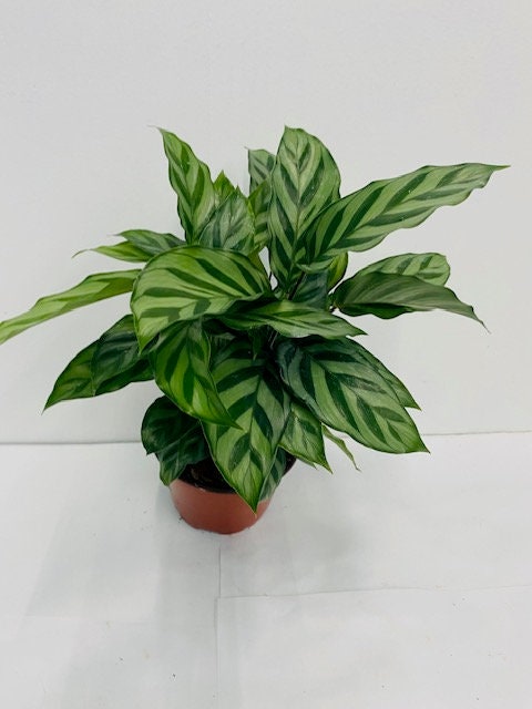 6" Calathea Concinna 'Freddie'