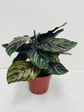 Baby Plant/4"/6" Calathea Ornata (PINK STRIPPED)