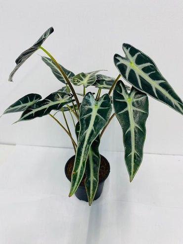 4"/6" Alocasia Bambino