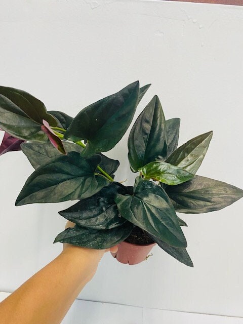 4" Syngonium Erythrophyllum "Red Arrow"