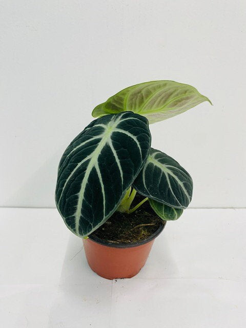 Baby plant/4" Alocasia Ninja