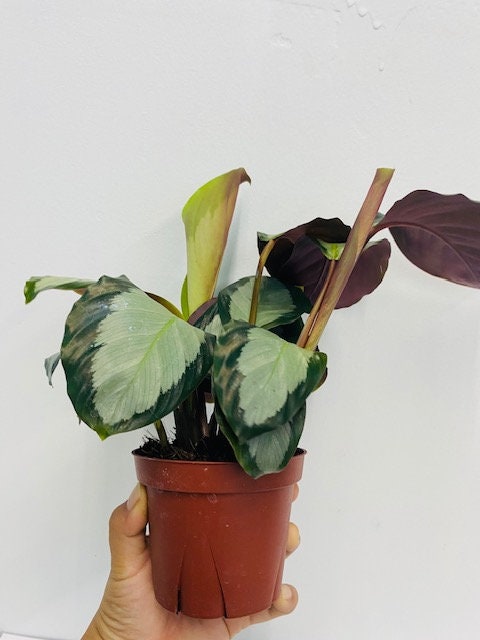 4" Calathea Picturata