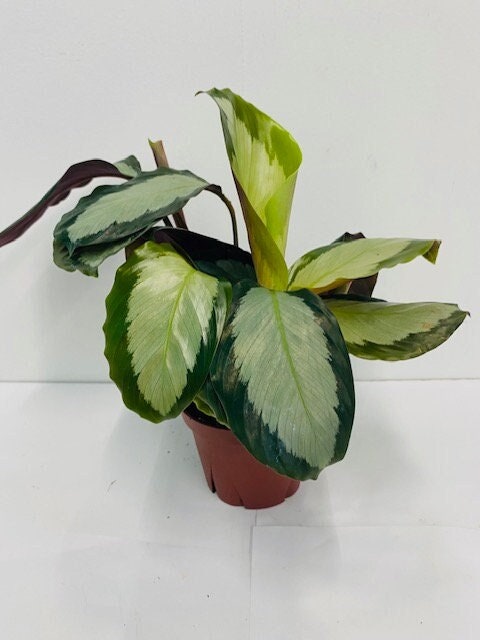 4" Calathea Picturata