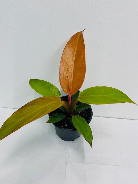 Baby Plant/4" Philodendron Sun red