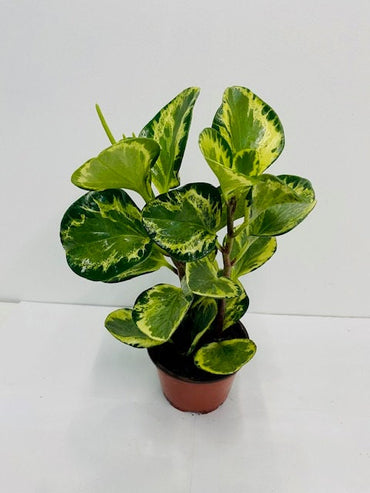 4"/6" Peperomia Golden Gate