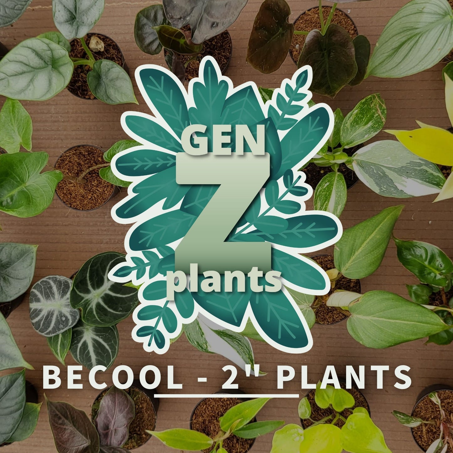 BECOOL 2" Plants "Medium Package"