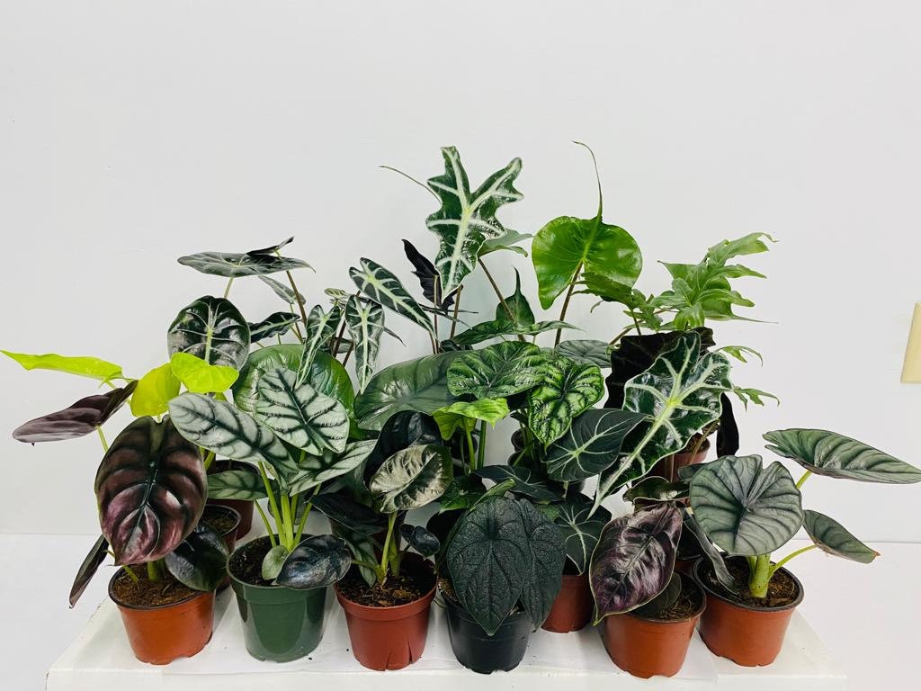 4" Alocasia Mystery Box "Special"