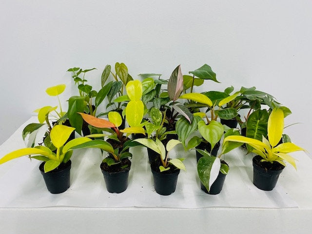 2" Pot Philodendron Mystery Box?                                      "Easy House Plants"