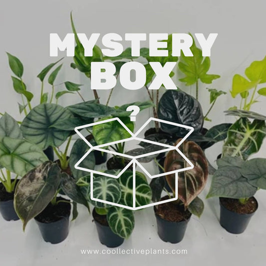 2" Pot Alocasia Mystery Box? "Easy House Plants"