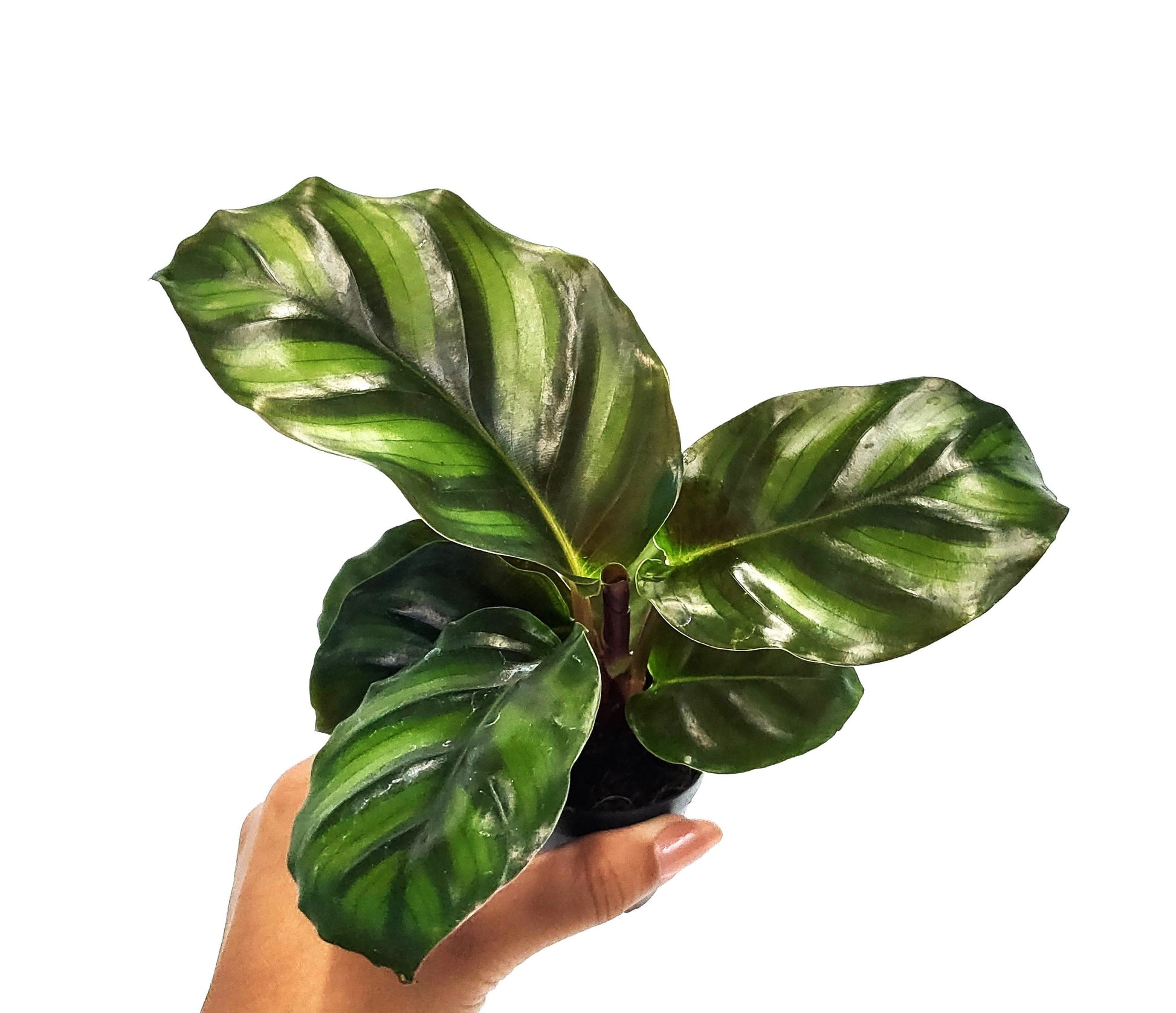 2" Pot Calathea Fasciata