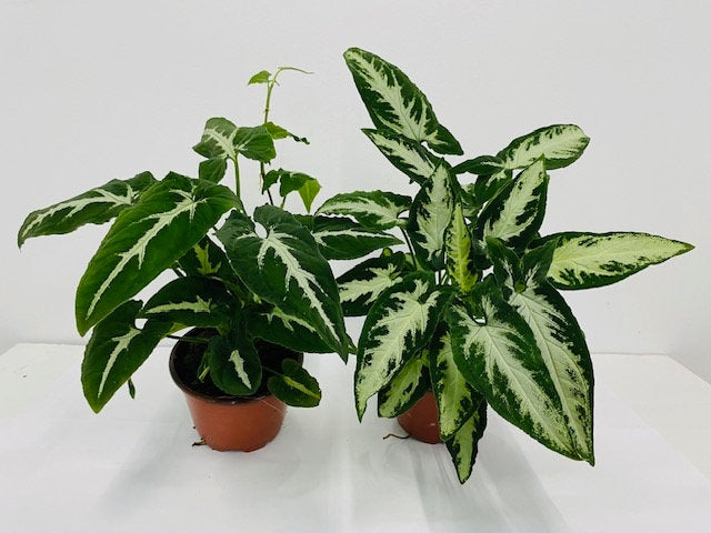 Baby Plant/4" Syngonium Wendlanii "Black Velvet"