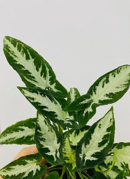 Baby Plant/4" Syngonium Wendlanii "Black Velvet"