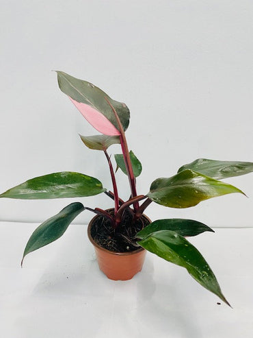 4"/6" Philodendron Pink Princess