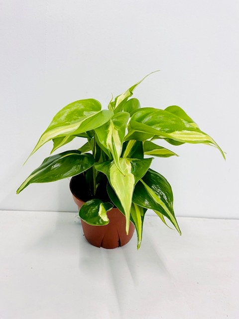 4" Philodendron Hederaceum Rio