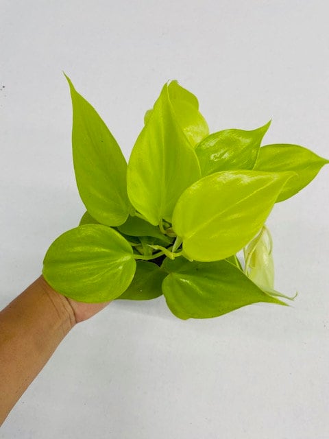 4" Philodendron Hederaceum Lemon Lime