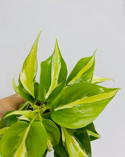 4" Philodendron Hederaceum Rio