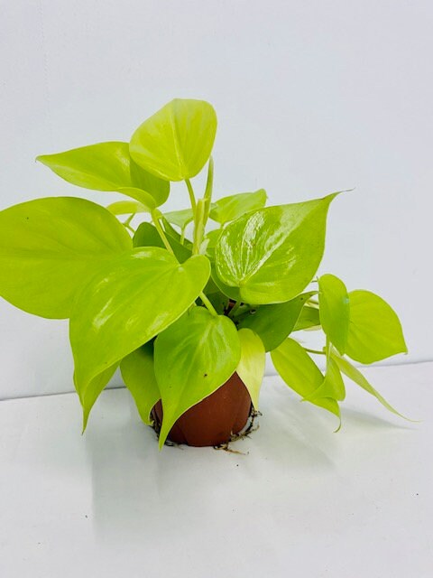 4" Philodendron Hederaceum Lemon Lime